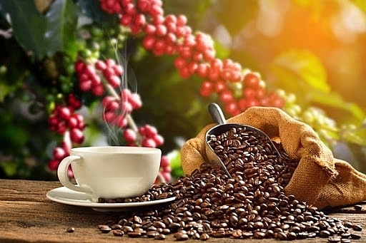Giá cà phê hôm nay 15/3: Giữ ổn định tại các vùng trồng
