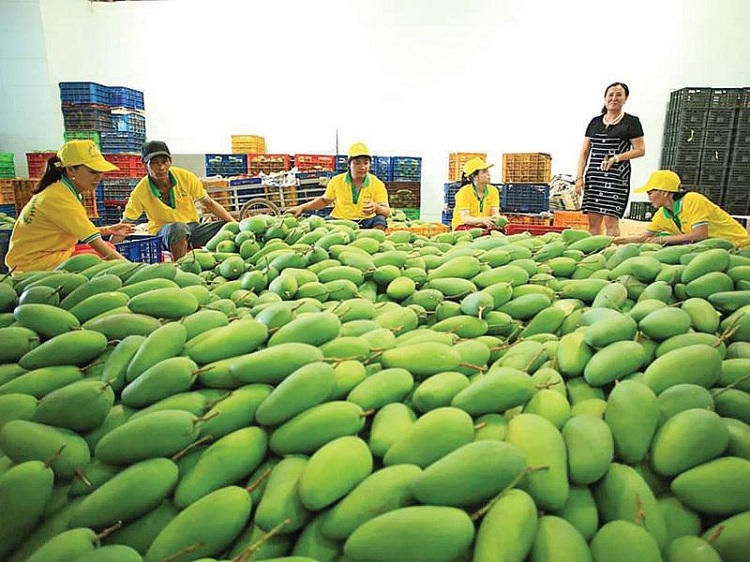 Hàng loạt quả tươi của Việt Nam đã xuất khẩu sang Mỹ