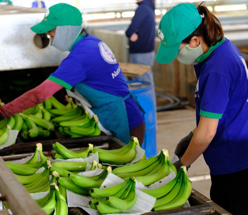 Trung Quốc sẽ tăng nhập khẩu chuối Việt Nam trong nửa cuối năm 2022
