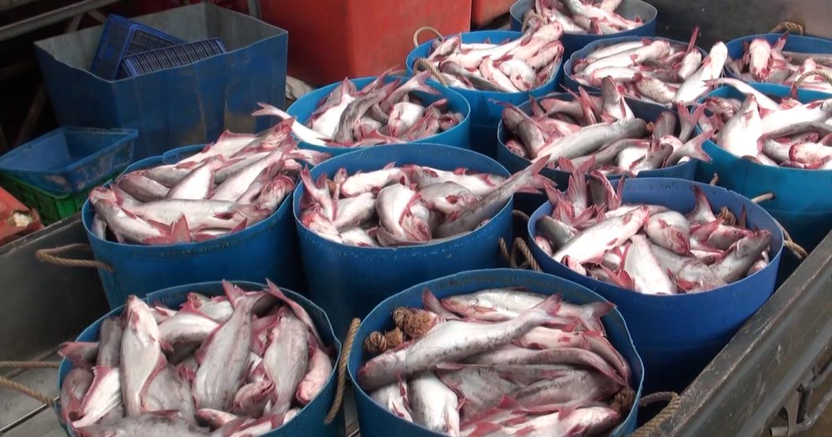 Top 5 doanh nghiệp xuất khẩu cá tra lớn nhất 8 tháng đầu năm | Mekong ASEAN