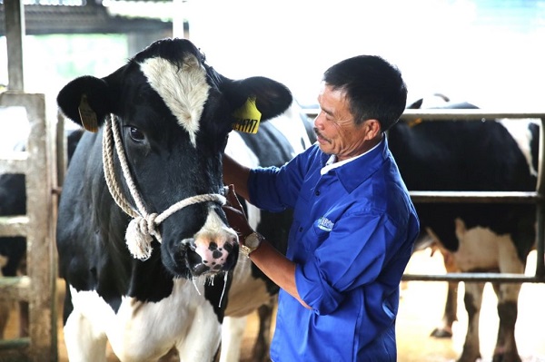 Ông Nguyễn Thạch Lỏi tự hào sau hàng chục năm chăn nuôi bò kết hợp cùng Mộc Châu Milk