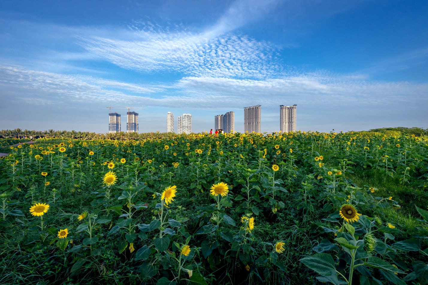 A field of flowers with a city in the background

Description automatically generated