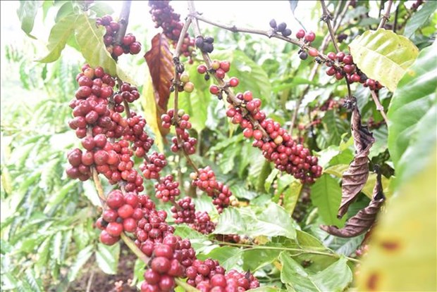 Đắk Nông xây dựng vùng sản xuất cà phê chất lượng cao | Xã hội | Báo ảnh  Dân tộc và Miền núi