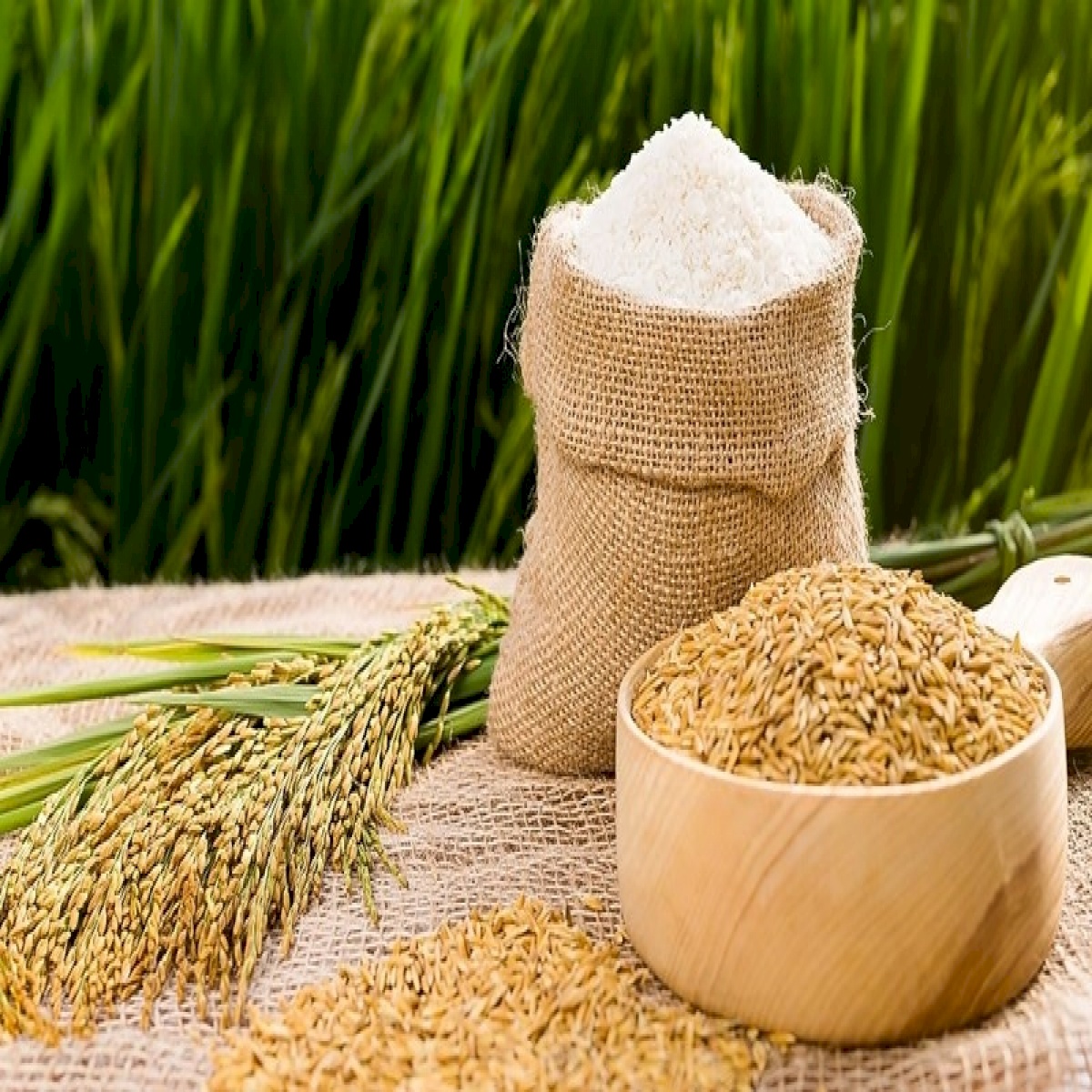 Giá lúa gạo hôm nay ngày 16/8: Giá lúa gạo ổn định sau nhiều ngày tăng