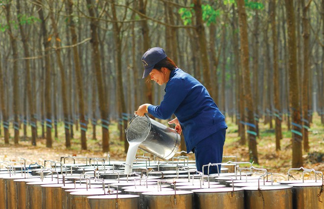 Giá cao su hôm nay 22/2 lại bị 'đe dọa' nghiêm trọng