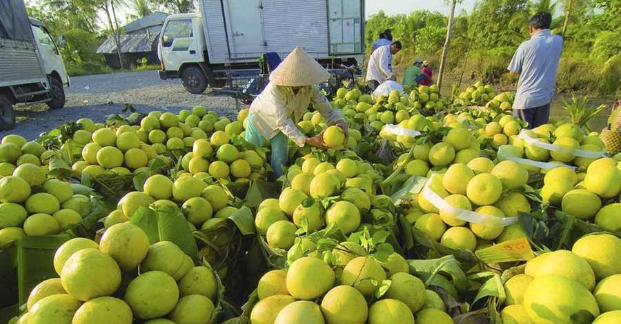 Giá trị nông sản Việt Nam được kết nối với ngành logistic như thế nào ? |  TanNamChinh Logistics