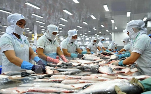 Xuất khẩu cá tra sang Anh tăng mạnh | VTV.VN