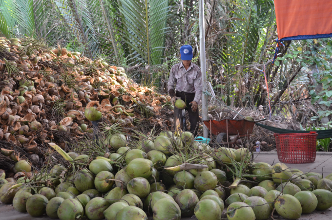 Bến Tre: Giá dừa khô ở mức cao, nhà vườn phấn khởi - CTY TNHH ĐIỀN TRANG