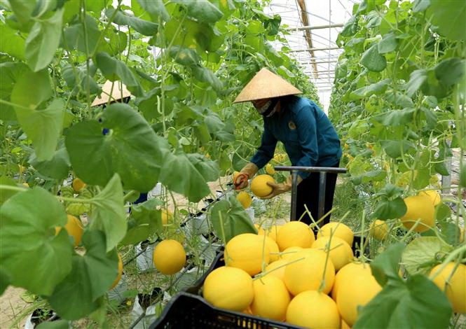 Cơ hội kết nối, phát triển chuỗi giá trị nông sản chủ lực của Việt Nam |  Kinh doanh | Vietnam+ (VietnamPlus)