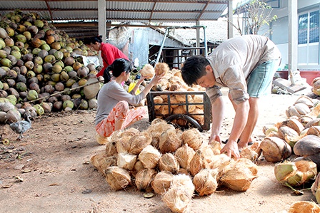 Giá dừa Bến Tre thấp kỷ lục 2.500 đồng/trái vì Trung Quốc ngưng mua - Kinh  doanh