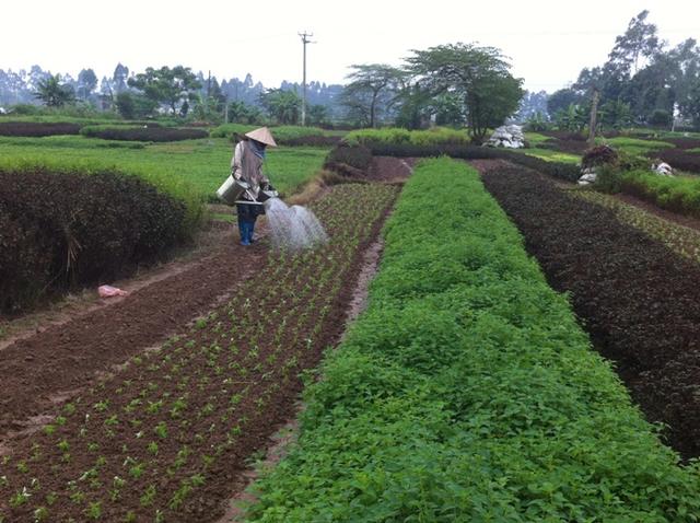Hà Nội: Kết quả phát triển nông nghiệp, nông thôn đạt những thành tựu mới |  VTV.VN