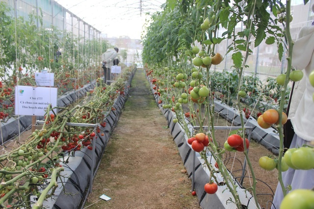 Lâm Đồng có 145 chuỗi liên kết sản xuất, tiêu thụ nông sản