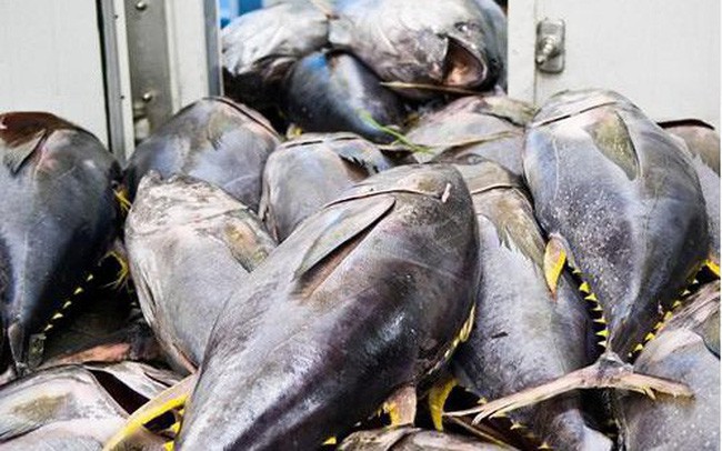 Xuất khẩu cá ngừ Việt Nam tăng trưởng tốt tại thị trường Hà Lan - DNTT  online