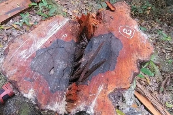 Một gốc gỗ mun có đường kính ước gần 1m bị “lâm tặc” triệt hạ và vận chuyển gỗ ra khỏi rừng.