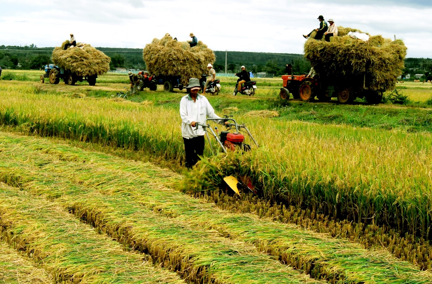 Tận dụng cơ hội, phát triển nhanh và bền vững nông nghiệp, nông dân, nông  thôn | Tạp chí Tuyên giáo