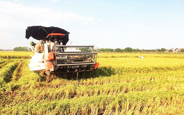 Khẩn trương thu hoạch lúa mùa - Báo Nhân Dân