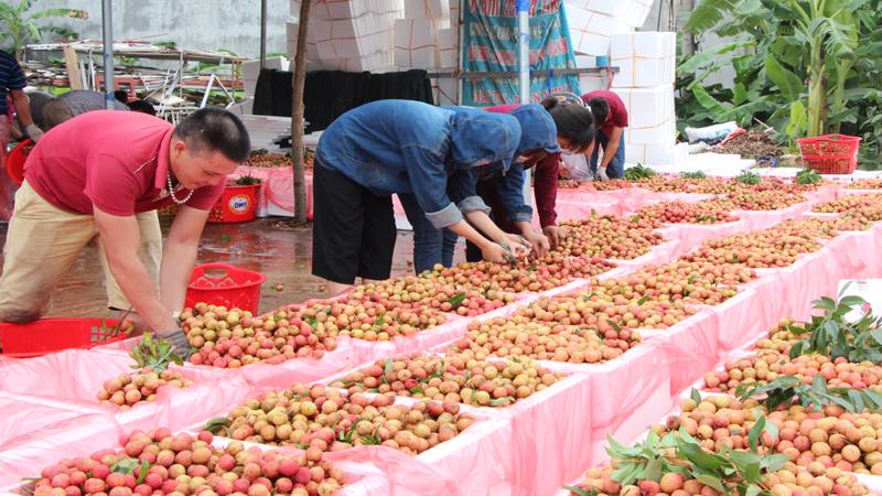 Thử nghiệm tiêu thụ nông sản trên nền tảng Grab - Nhịp sống kinh tế Việt  Nam & Thế giới
