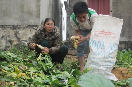 Củ cải được người dân xã Quỳnh Bảng (Quỳnh Lưu, Nghệ An) bán tống, bán tháo với giá 30.000 đồng/bì 50kg. Ảnh: A.Đ