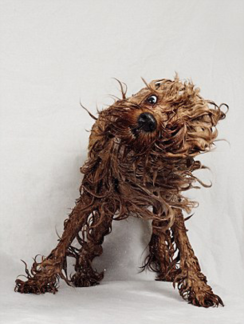 Salon làm đẹp cho cún yêu