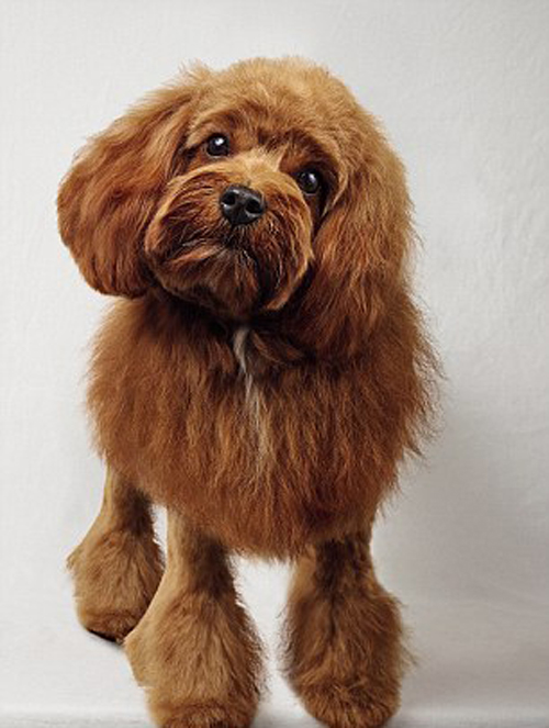 Salon làm đẹp cho cún yêu