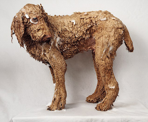 Salon làm đẹp cho cún yêu