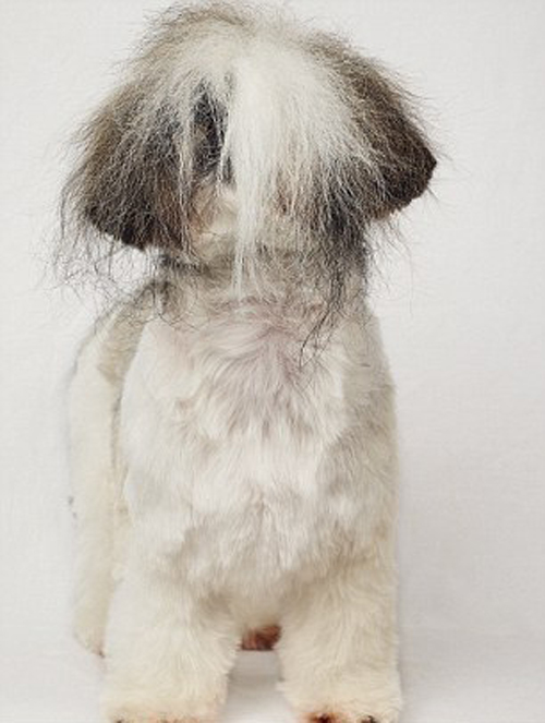 Salon làm đẹp cho cún yêu