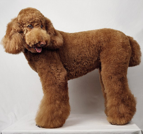 Salon làm đẹp cho cún yêu