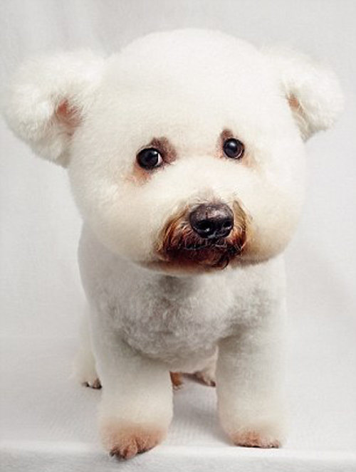 Salon làm đẹp cho cún yêu