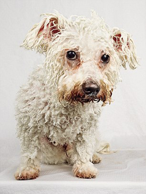 Salon làm đẹp cho cún yêu