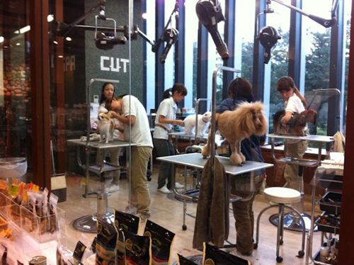 Salon làm đẹp cho cún yêu