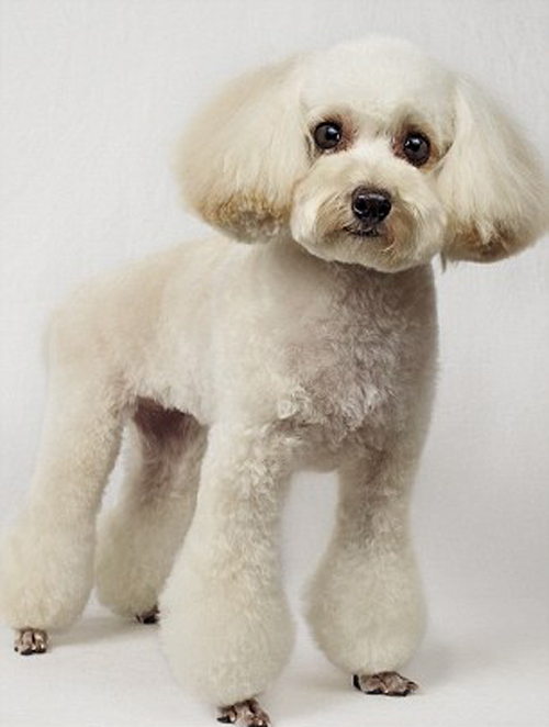 Salon làm đẹp cho cún yêu