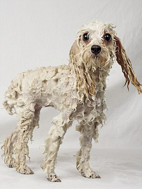 Salon làm đẹp cho cún yêu