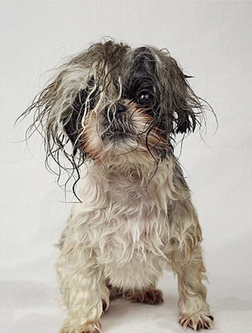 Salon làm đẹp cho cún yêu