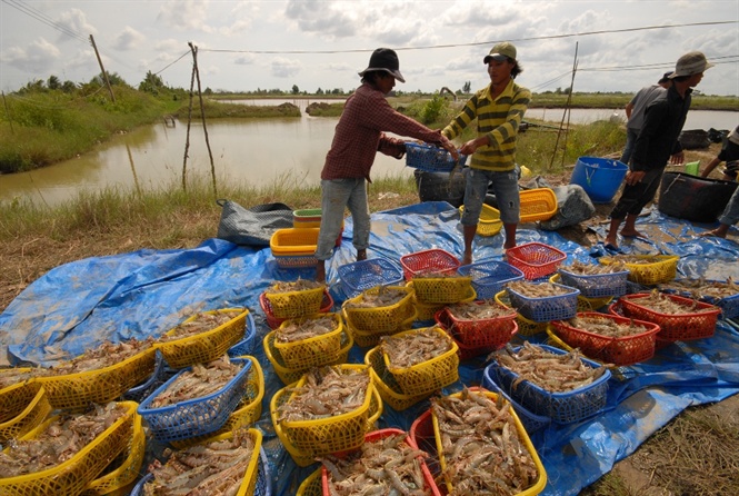 Thị trường tôm sú, tôm thẻ bắt đầu nóng, nhà nông hóng mùa tết - Đời sống -  Việt Giải Trí