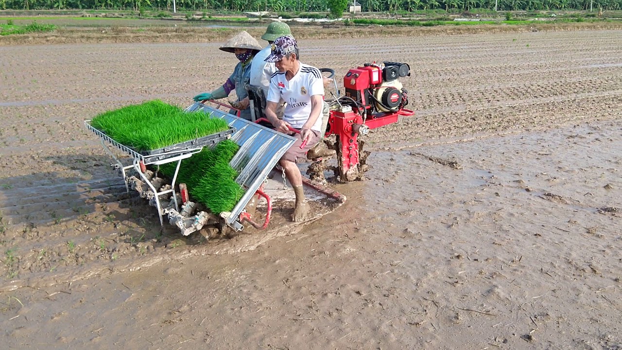 Máy cấy lúa HAMCO tại Hải Dương vụ Xuân 2019 - rice transplanters - YouTube
