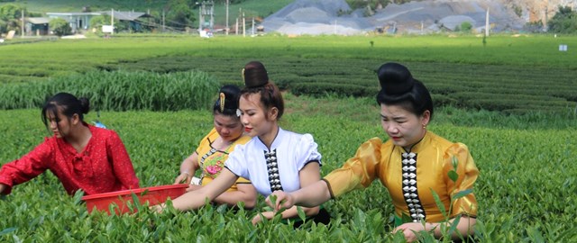 Người dân vùng cao xã Phiêng Cằm, huyện Mai Sơn (Sơn La) thu hoạch chè.