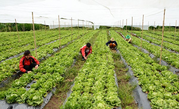 Đầu tư phát triển kinh tế, vựa rau xanh sạch tại địa phương.