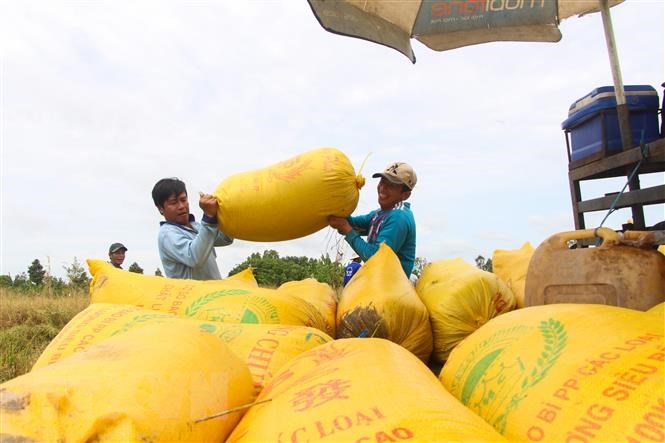 Giá lúa giảm ở nhiều địa phương Đồng bằng sông Cửu Long | Thị trường |  Vietnam+ (VietnamPlus)