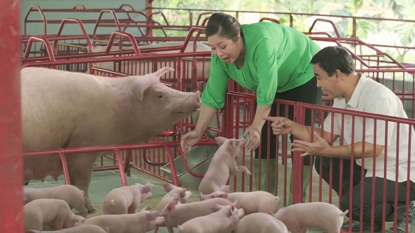   Nông dân chăm sóc đàn lợn
