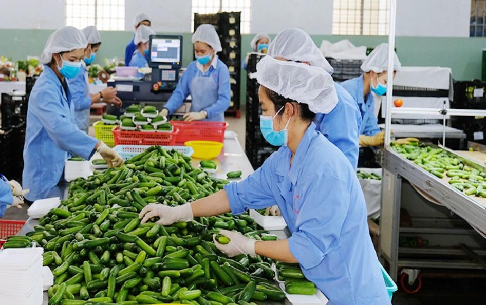Triển vọng phát triển thương mại hàng nông sản của Việt Nam đến năm 2025 và  một số khuyến nghị chính sách