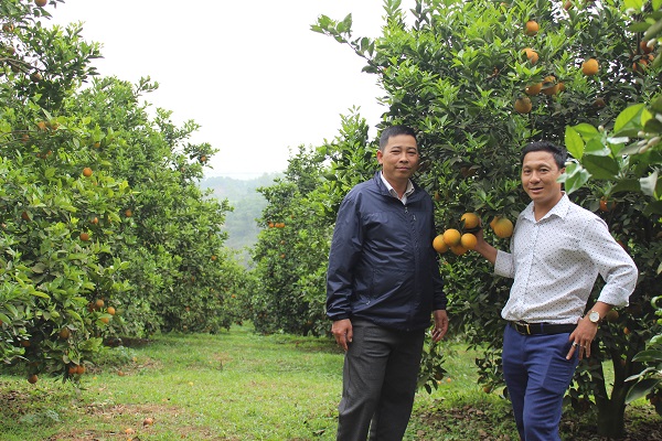Chủ vườn cam Cao Phong giới thiệu cách chăm bón cam V2.
