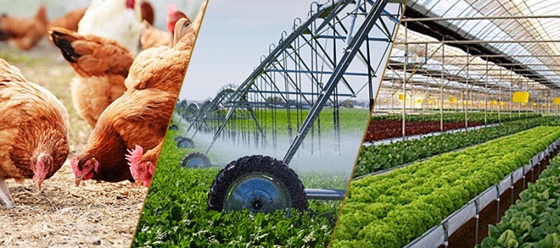 Sản xuất nông, lâm nghiệp và thủy sản trong điều kiện thuận lợi | Tạp chí  Kinh tế và Dự báo