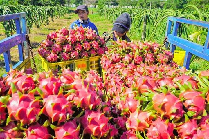 Để rau quả Việt vào thị trường Trung Quốc bằng con đường chính ngạch - Tạp  chí Công thương - ngayday.com