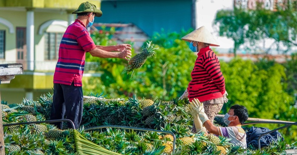 Thúc đẩy xuất khẩu nông sản chính ngạch vùng Đồng bằng sông Cửu Long