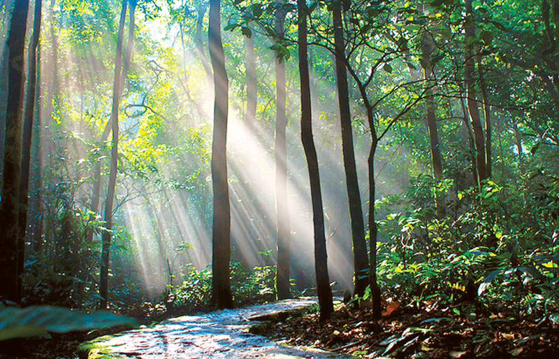 Hà Nội hướng tới phát triển kinh tế rừng - ThienNhien.Net | Con người và  Thiên nhiên