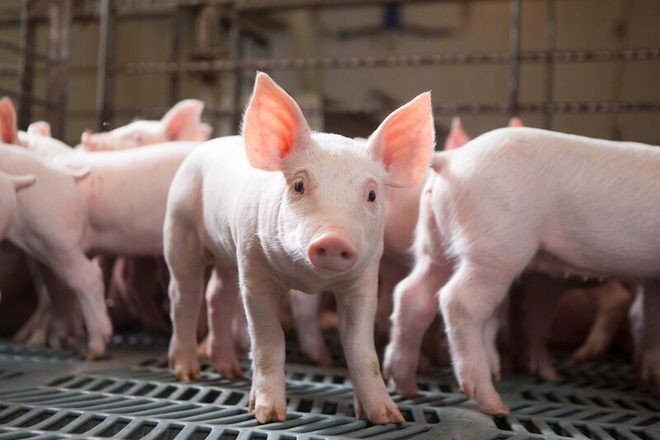 Hà Nội cấm nuôi lợn, gà ở 12 quận từ 1/8 - ThienNhien.Net | Con người và  Thiên nhiên