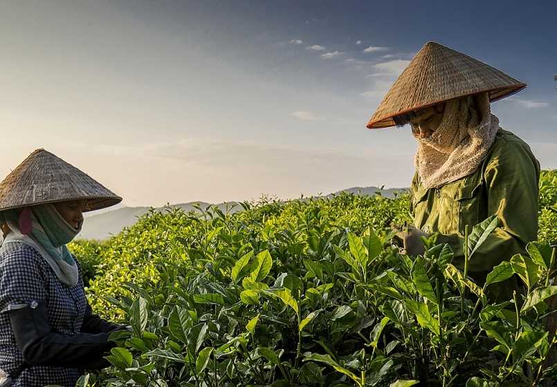 Thái Nguyên: Sản xuất chè vụ Đông - chìa khóa để nâng cao thu nhập