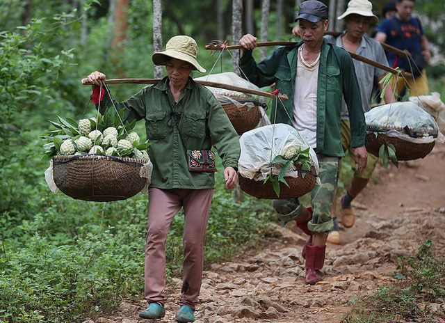 Quả na Chi Lăng (Lạng Sơn) bắt đầu chín vào vụ, na chủ yếu là trồng trên núi đá. Hàng ngày, người dân ở Chi Lăng, Hữu Lũng, Cai Kinh, Hòa Lộc nườm nượp vận chuyển na về chợ tiêu thụ.