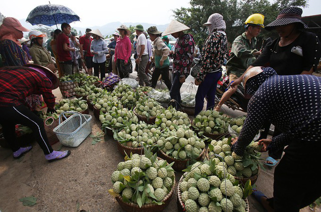 Na trồng theo tiêu chuẩn VietGap, GlobalGap được chọn lọc và thu mua với giá cao. Na dai quả to từ 800 gram hay na bở trên 500 gram giá cũng tốt hơn hẳn.