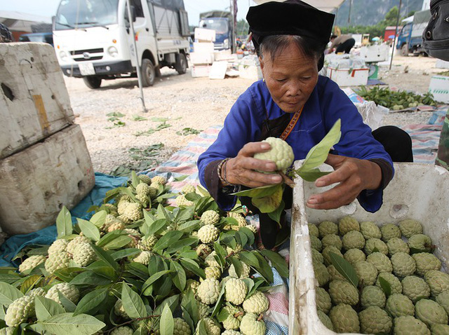 Bà Làn làm công việc phân loại na. Sau 4 giờ buổi sáng bà thu về khoảng 200.000 đồng.